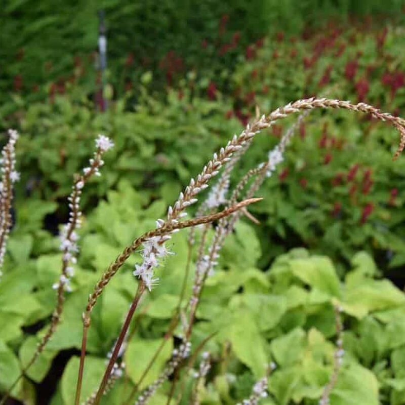 Persicaria amplexicaulis 'Alba' ---